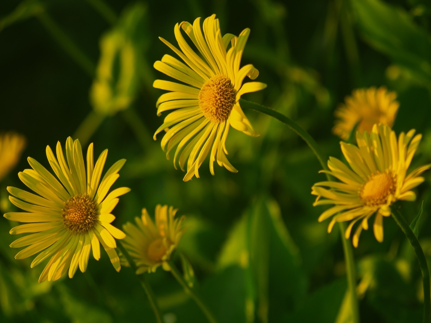 Желтые полевые цветы крупным планом