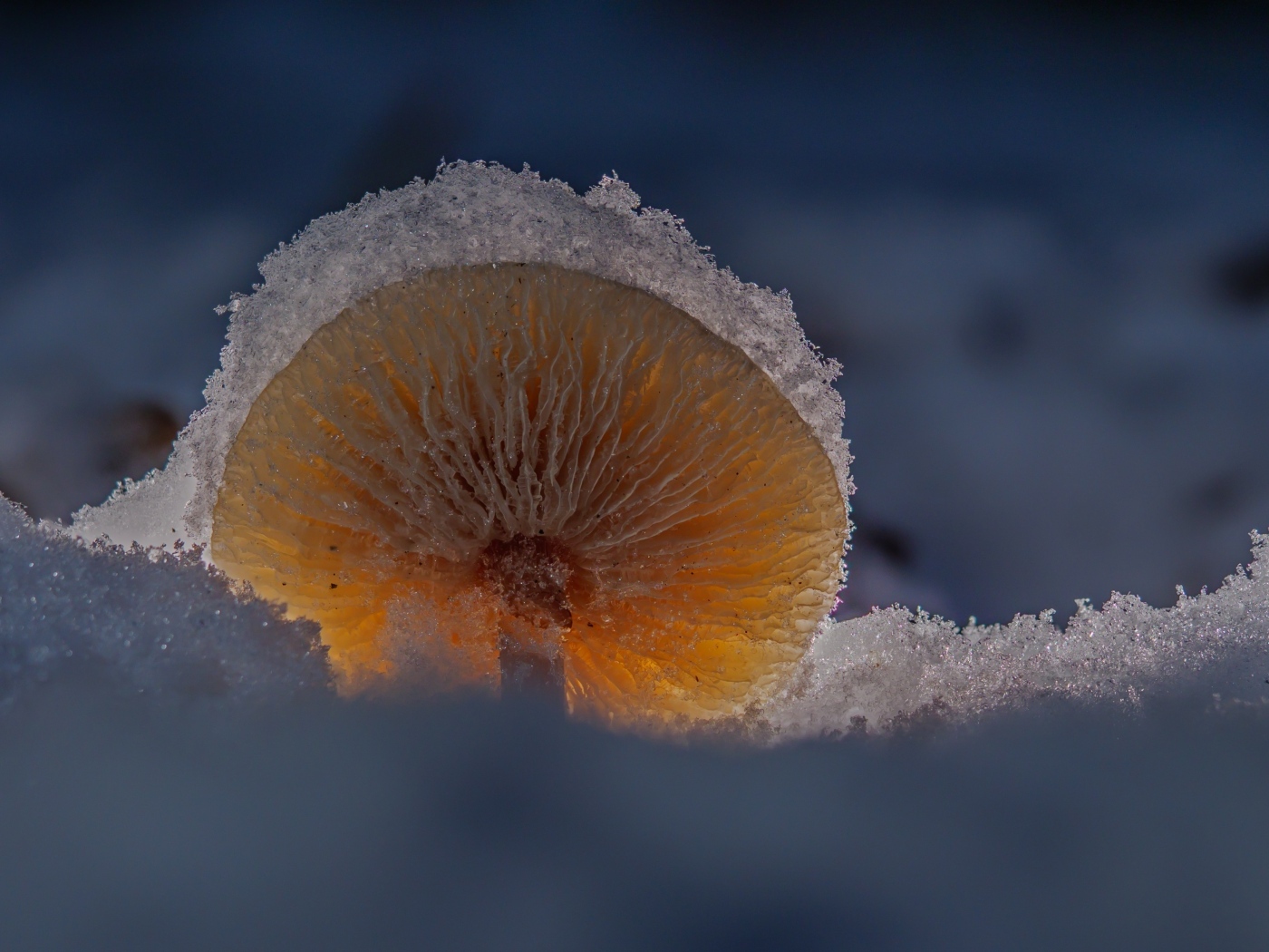 Маленький гриб замерзает под снегом