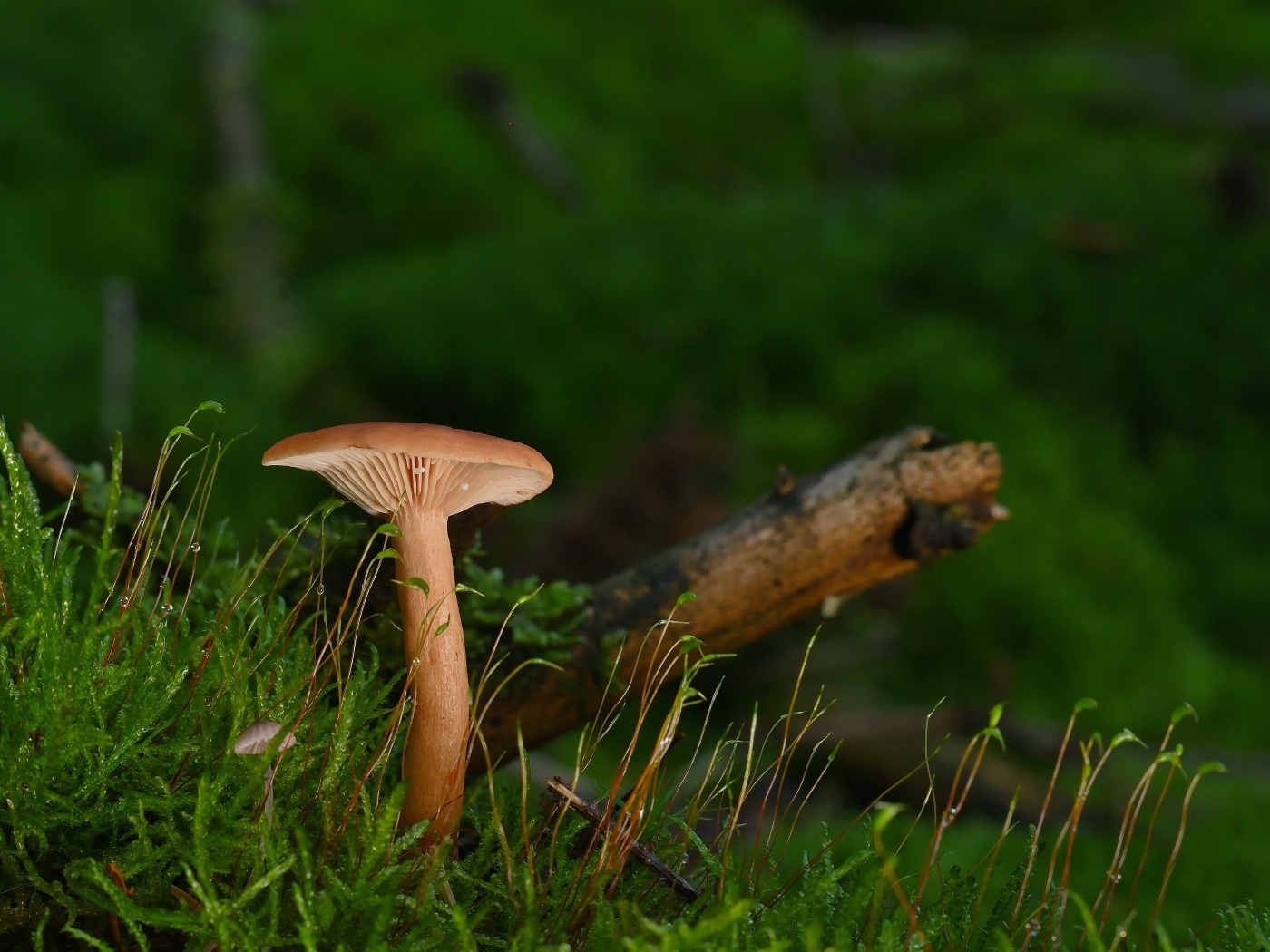 Гриб в лесу на земле покрытой зеленым мхом