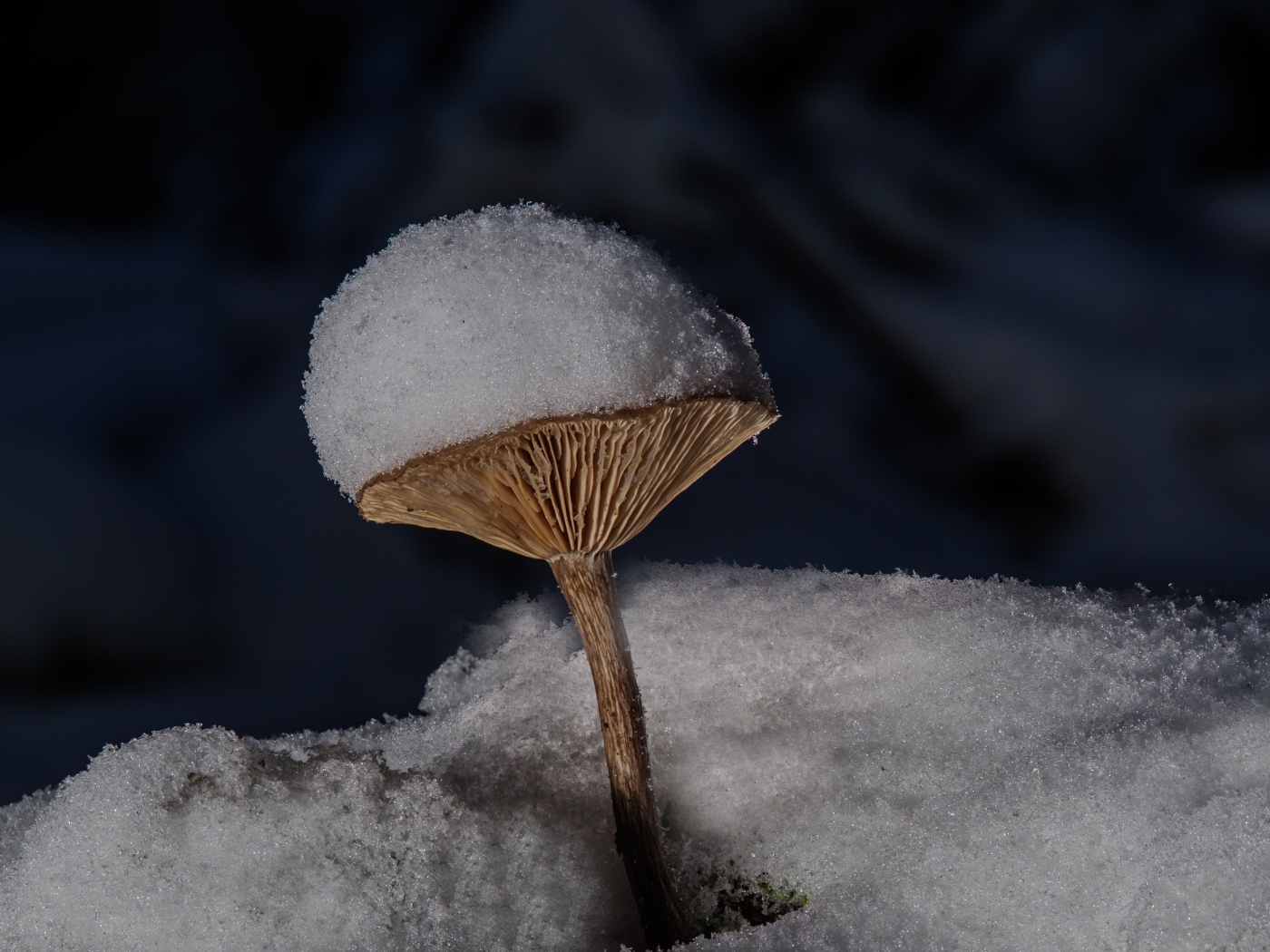 Маленькие гриб в снегу на земле в лесу