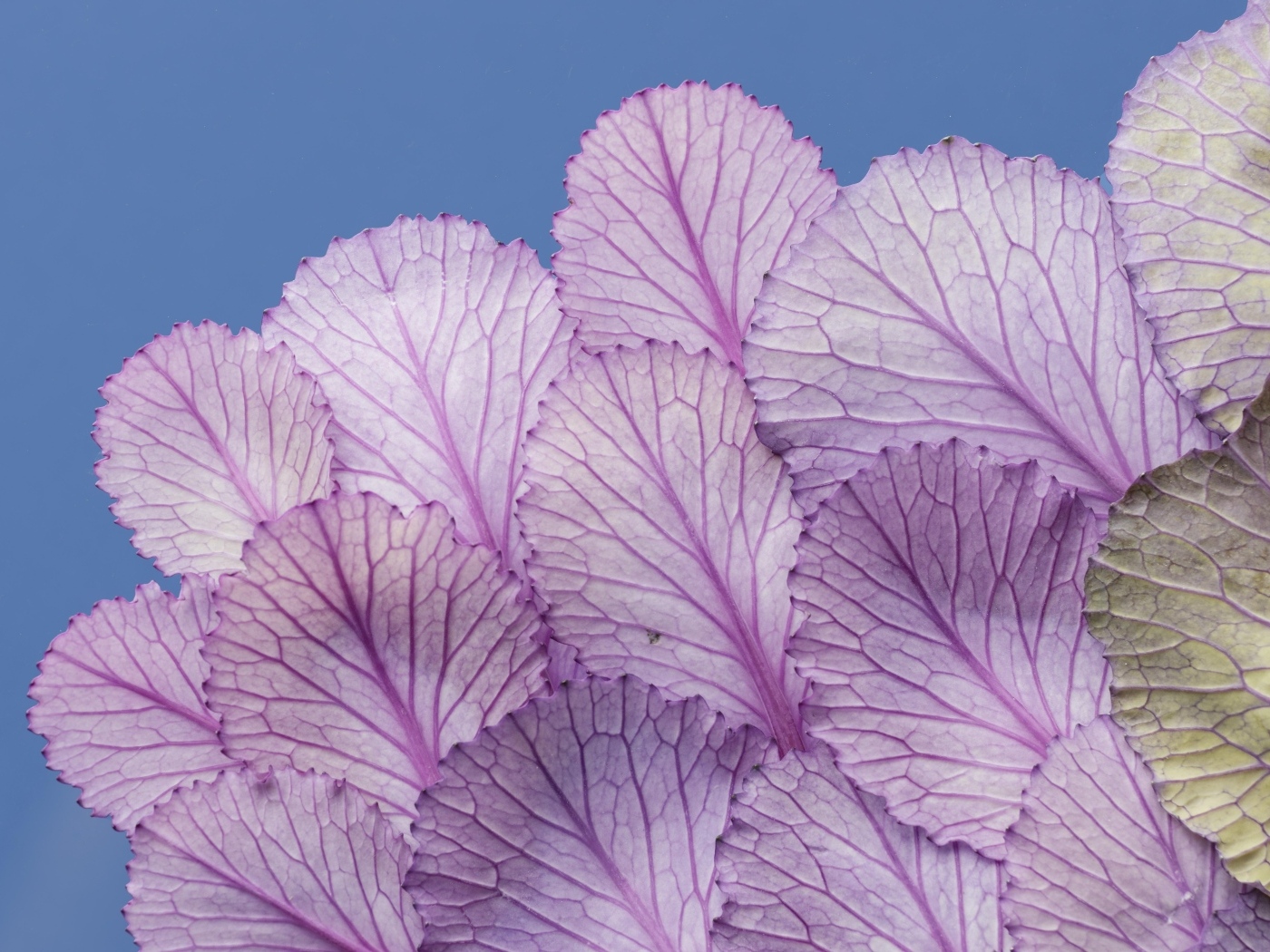 Листья капусты на синем фоне