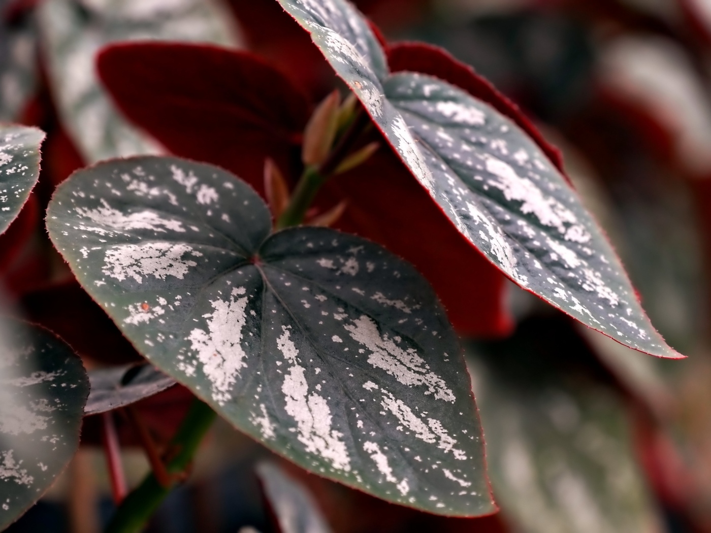 Огромные зеленые с белыми полосками листья растения