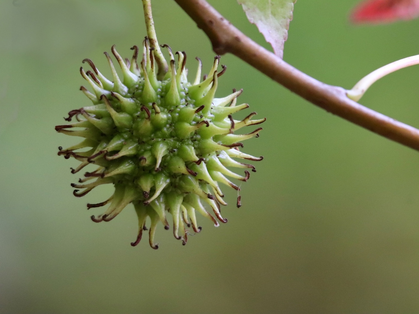 Колючий плод на ветке дерева