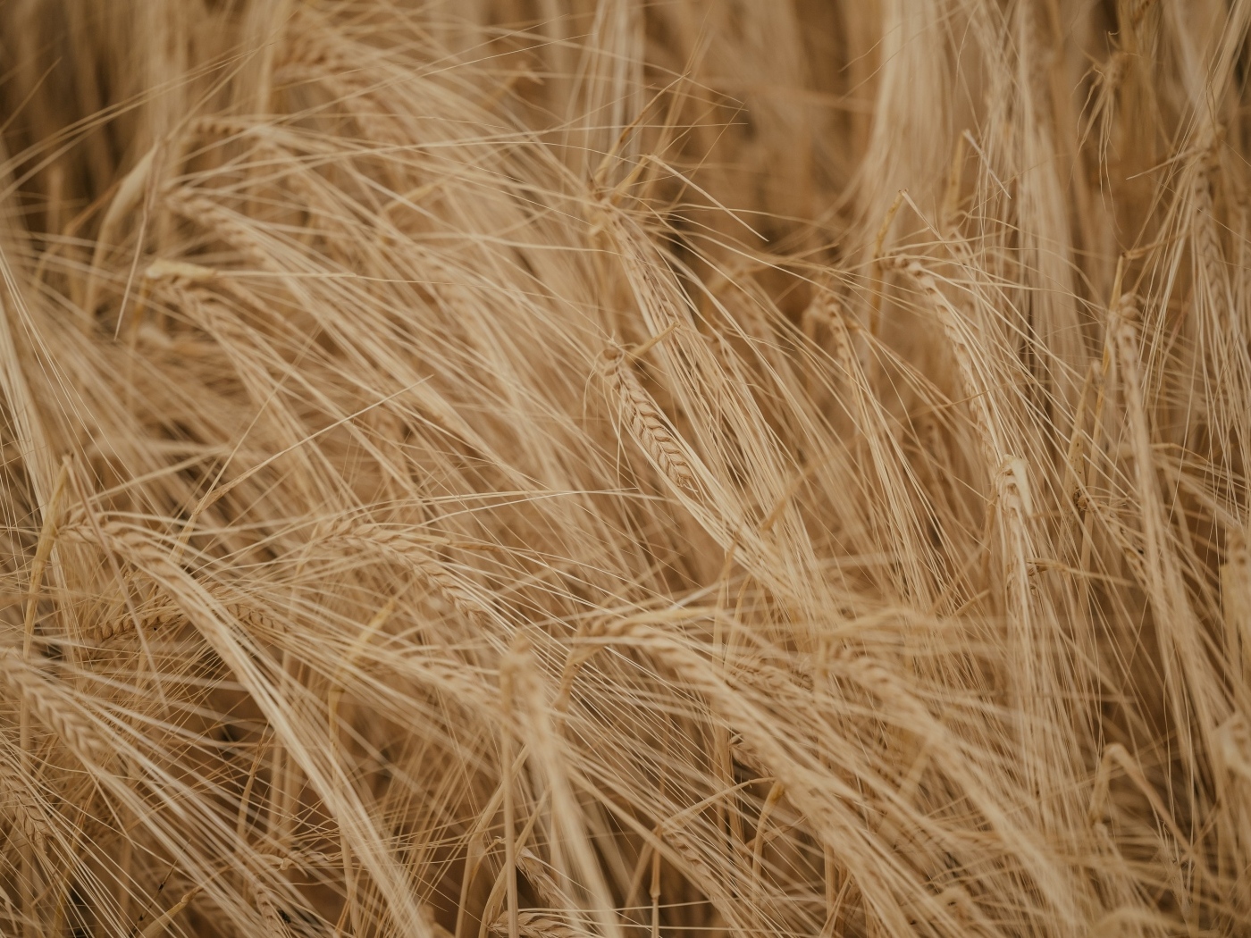 Желтая сухая пшеница крупным планом на поле