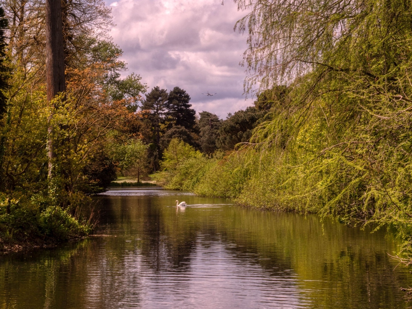 Красивый вид на тихую реку с лебедем
