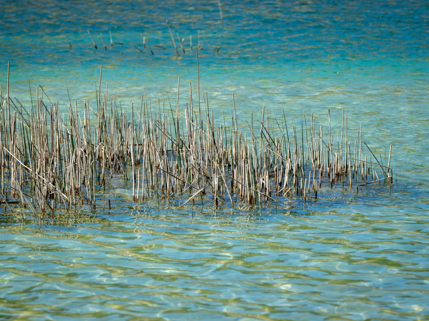 Камыши растут в голубой воде озера