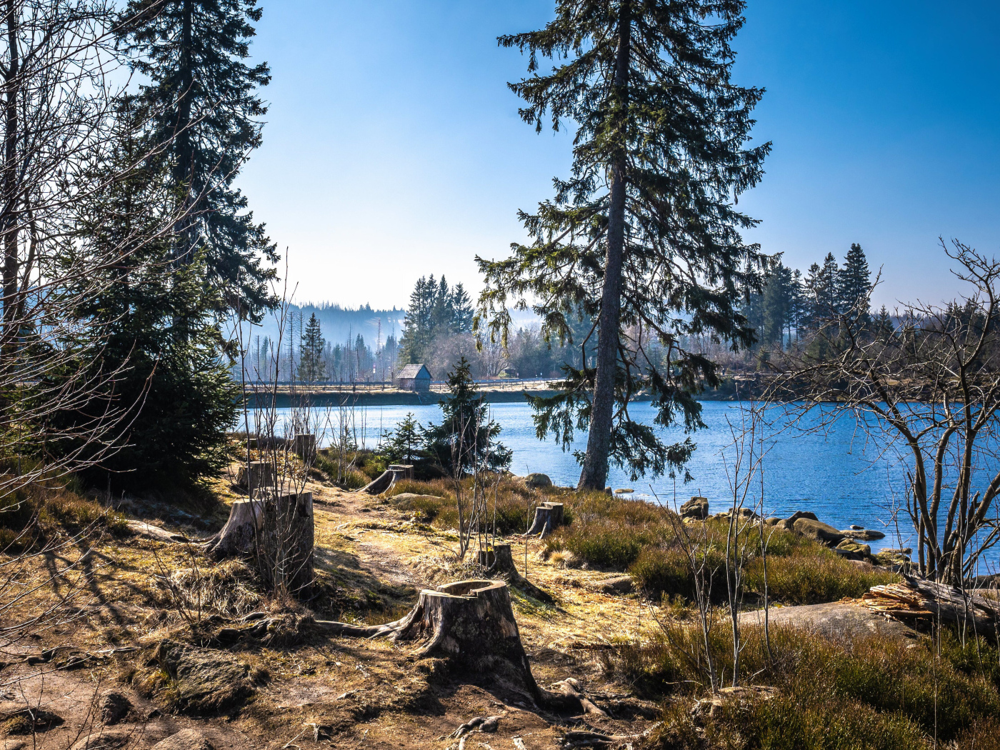 Ели у реки в холодном весеннем парке