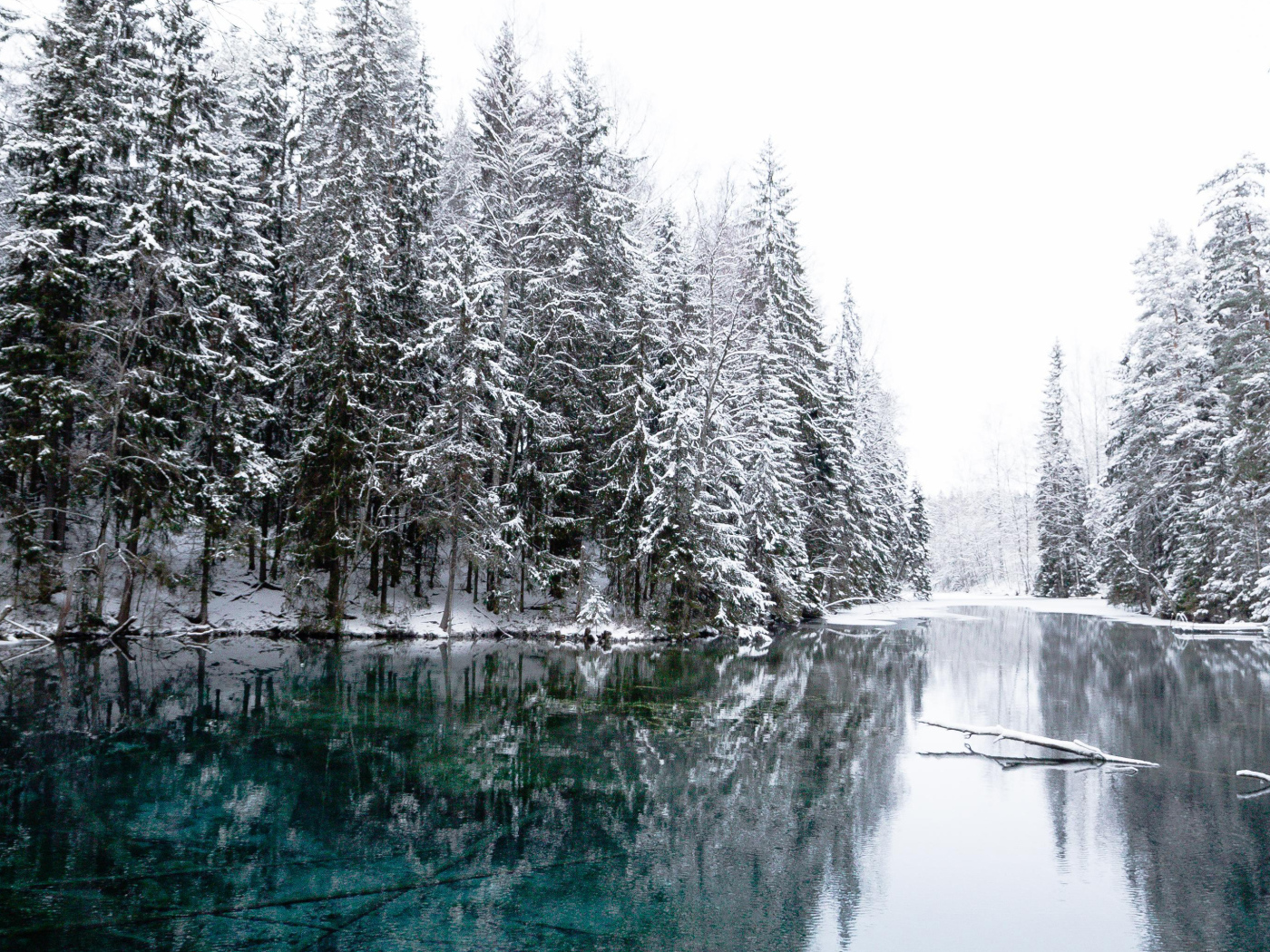 Высокие заснеженные ели  у реки зимой