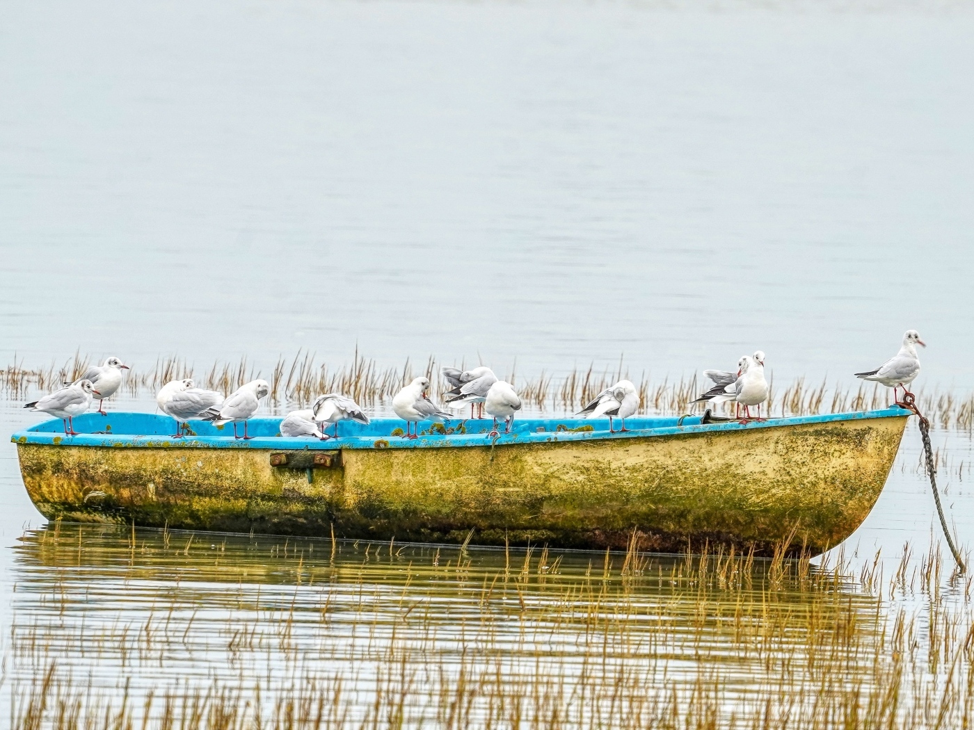 Чайки сидят на старой лодке на берегу реки