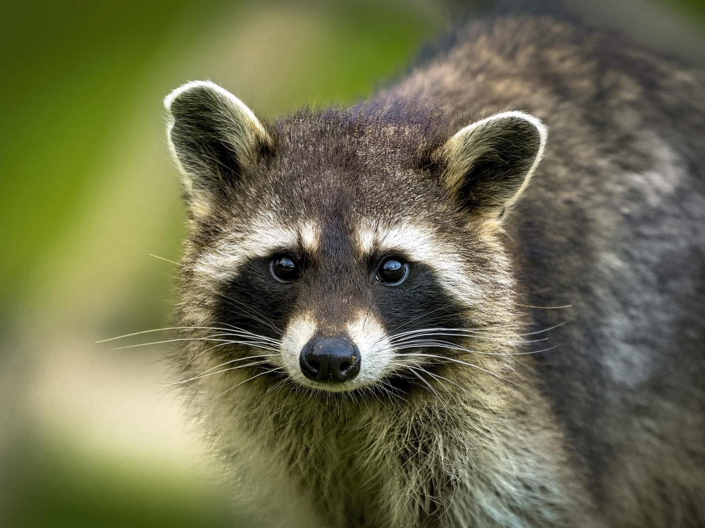 Милый енот с черным носом