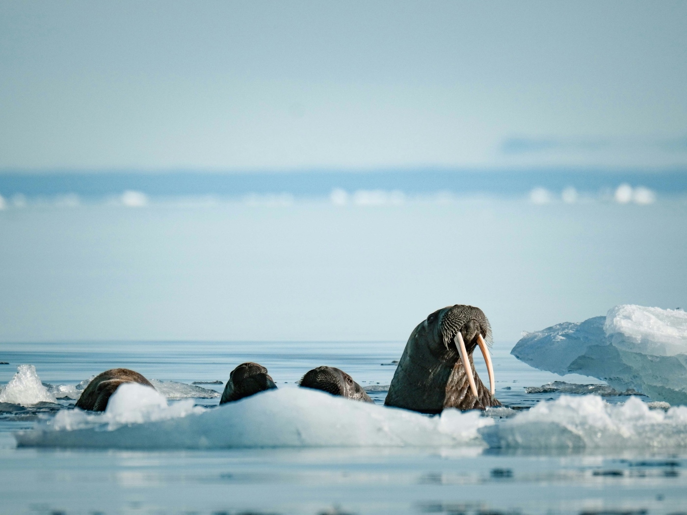 Моржи в холодной воде у льдины