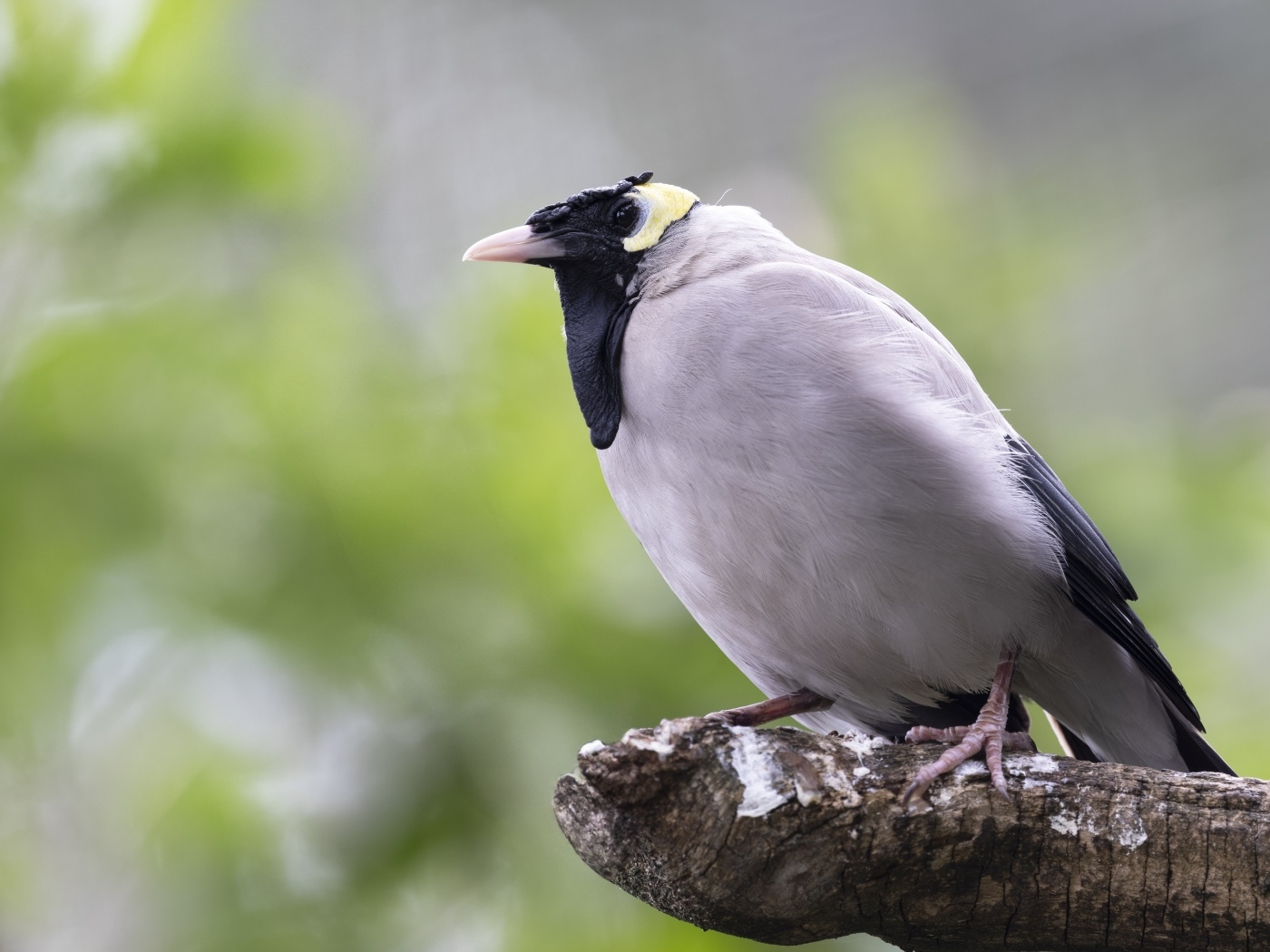 Большая серая птица сидит на ветке