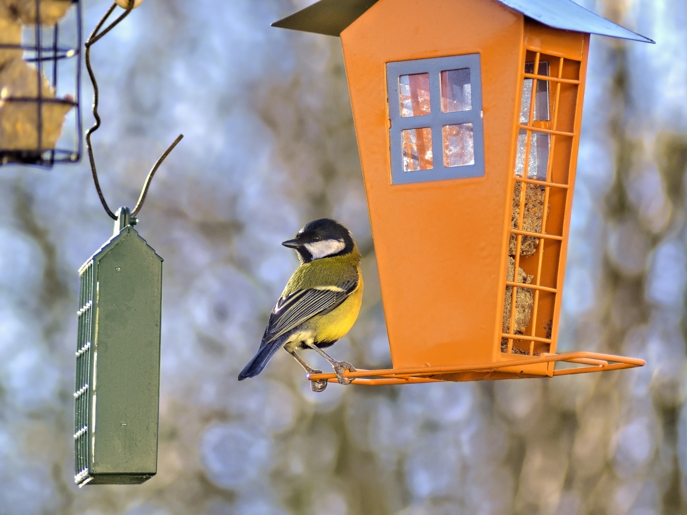 Синичка сидит на кормушке 