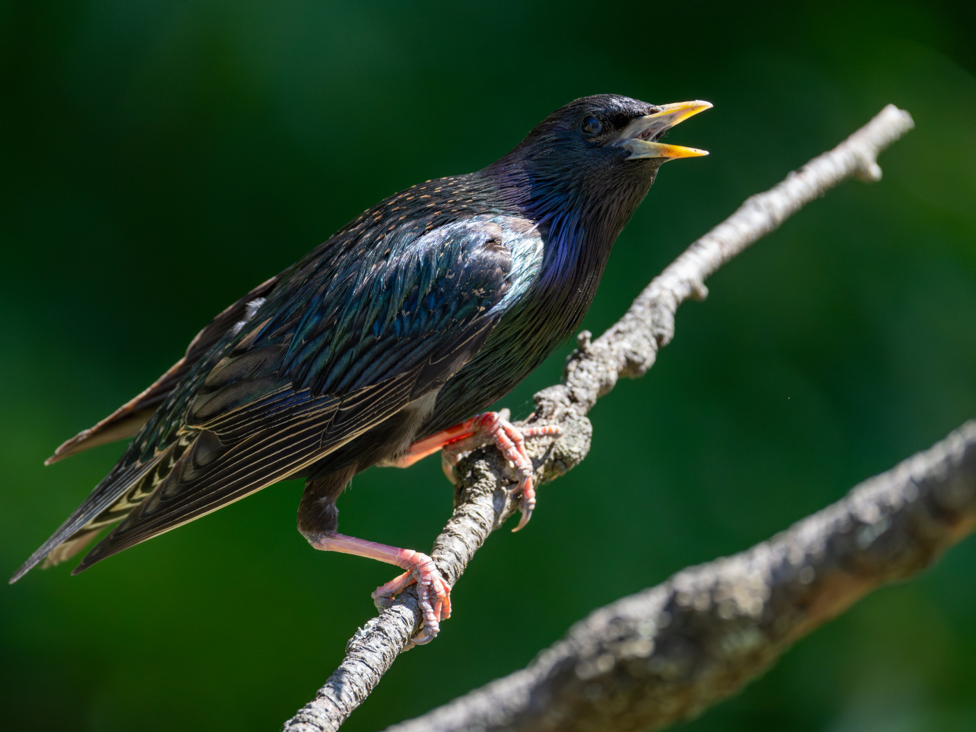Скворец с открытым клювом на дереве 