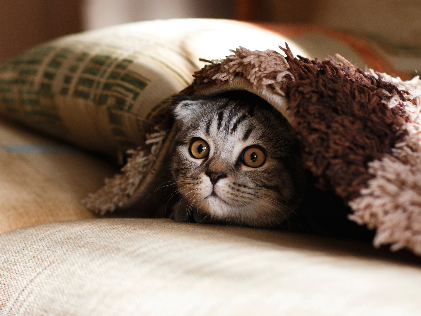 Смешной серый кот прячется под покрывалом 