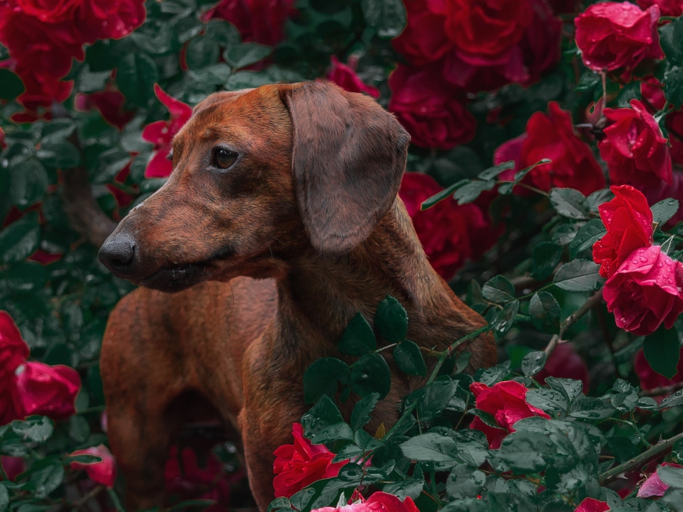 Коричневая такса в зарослях красной розы