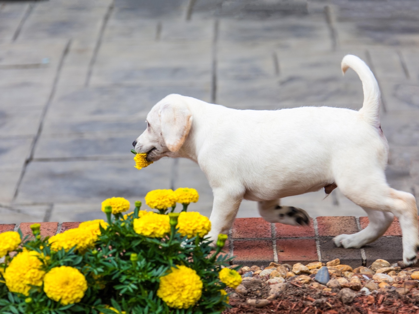 Щенок лабрадора рвет цветы на клумбе