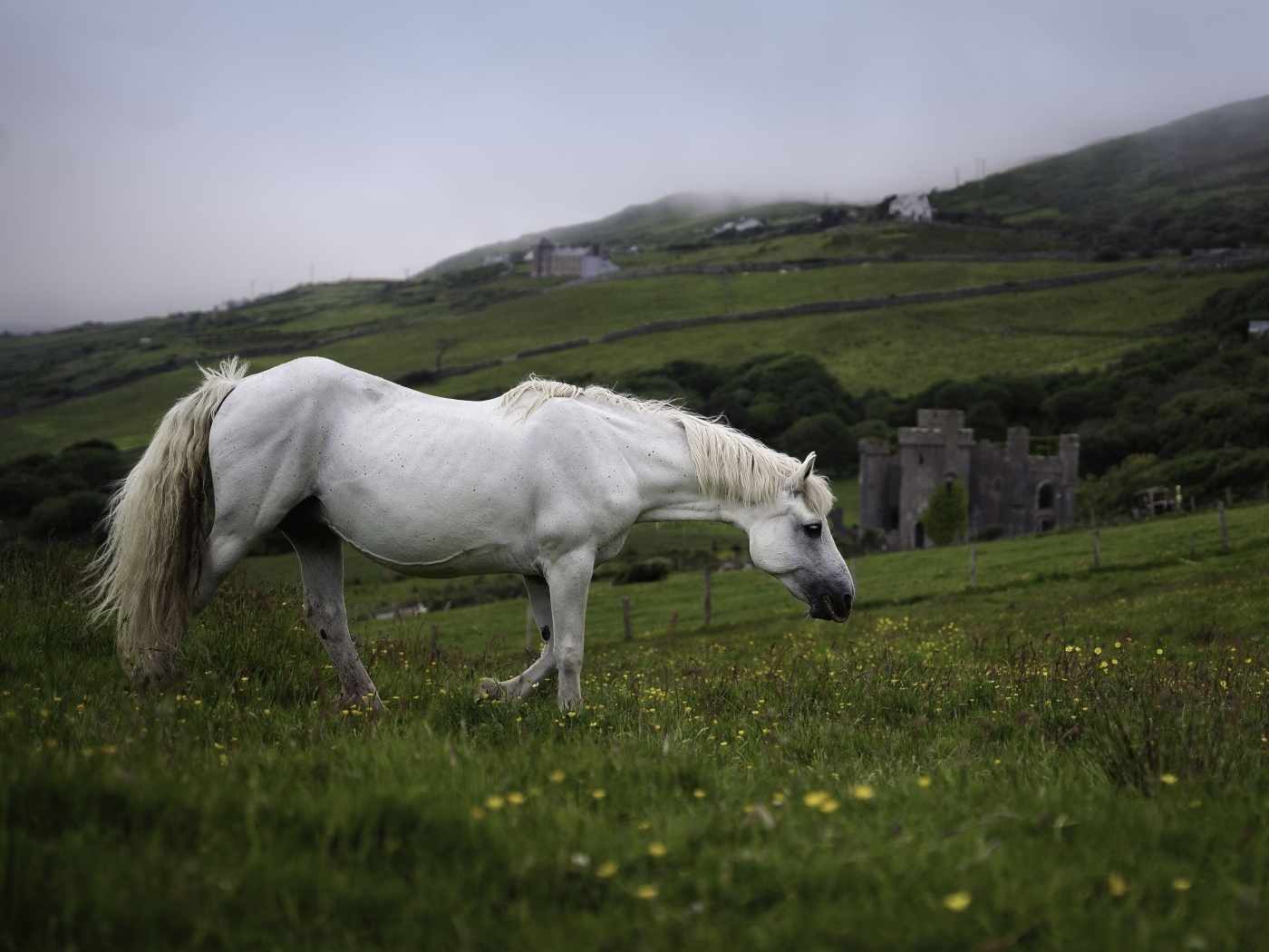 Большой белый конь пасется на зеленой траве