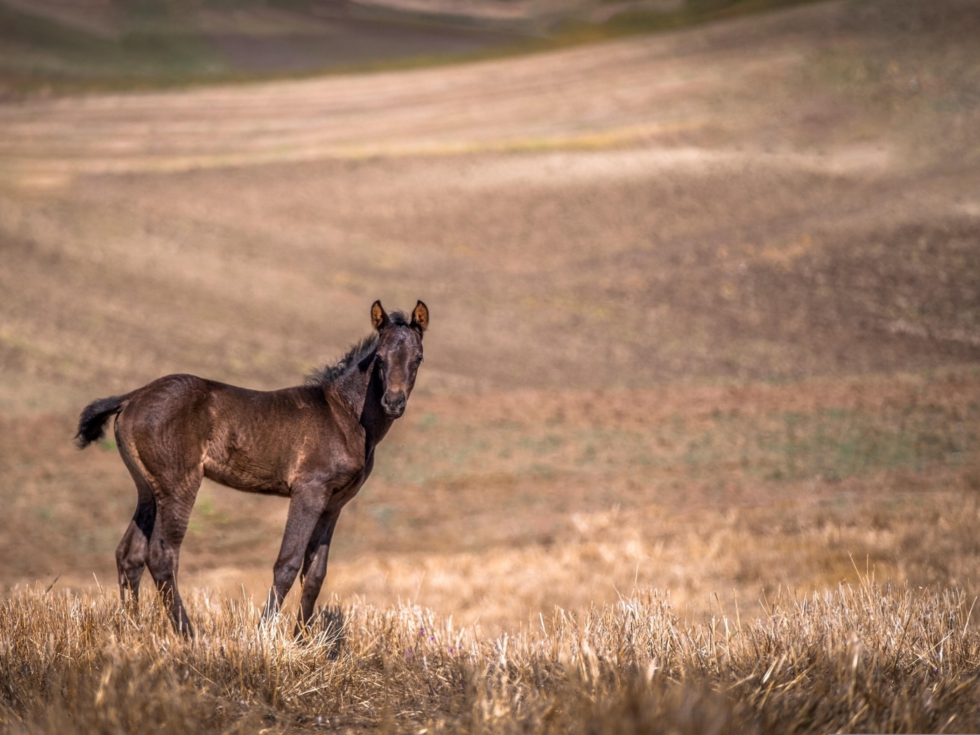Жеребенок на пастбище 