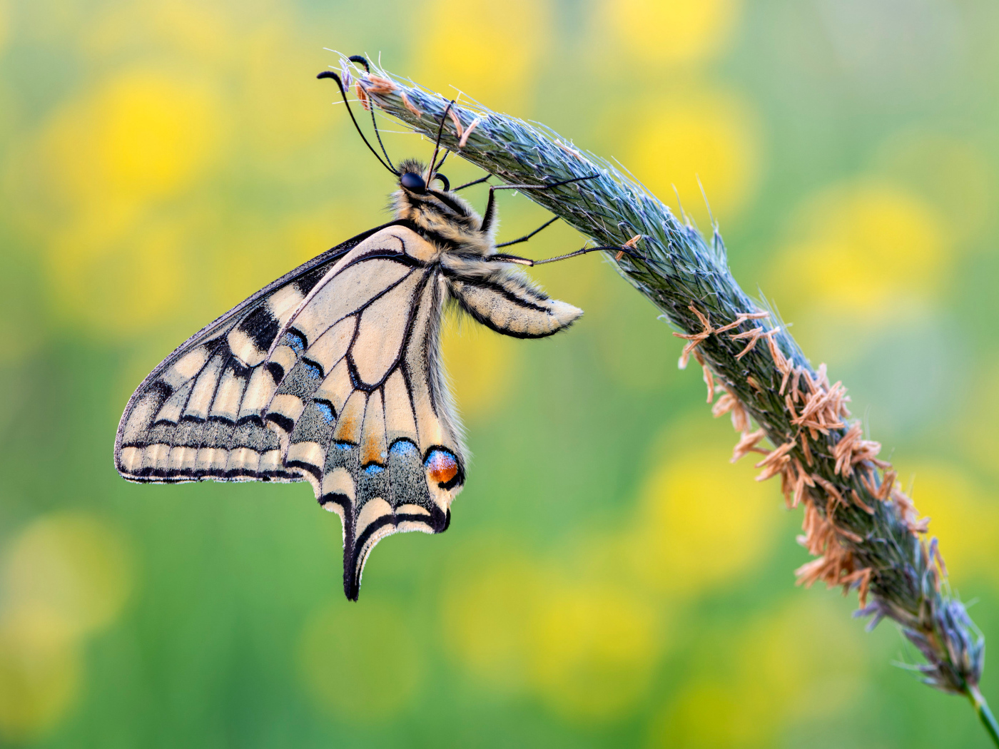 Красивая бабочка махаон сидит на колоске