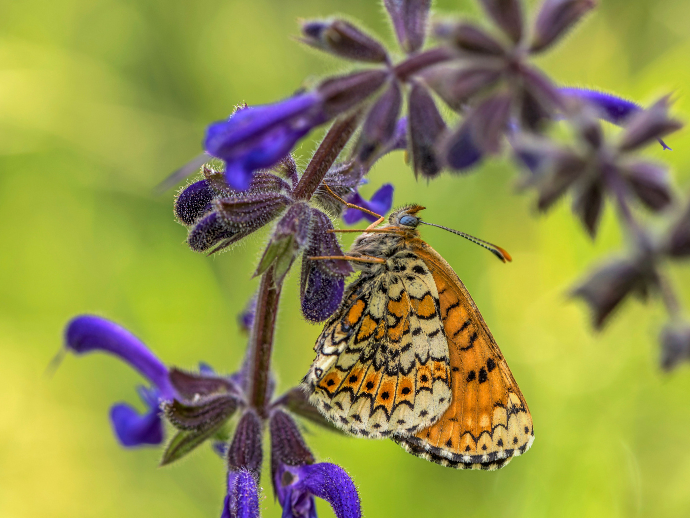 Бабочка висит на ветке  с синими цветами