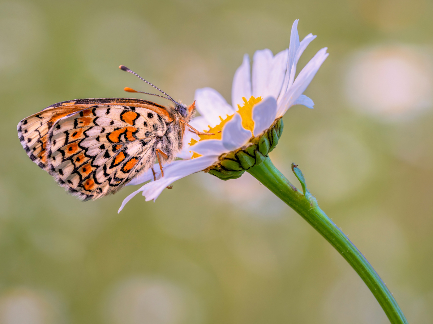 Бабочка сидит на белой садовой ромашке