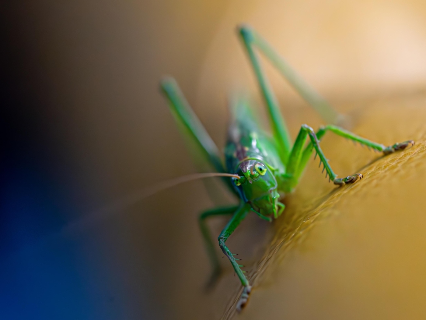 Большой зеленый кузнечик крупным планом