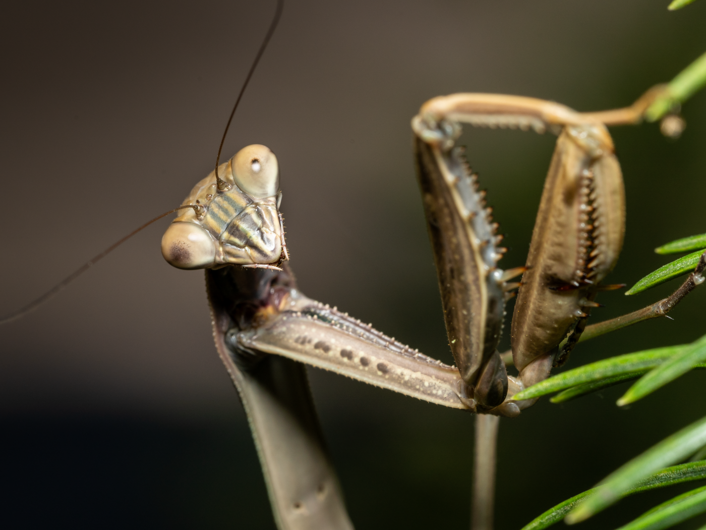 Богомол крупным планом на зеленой траве