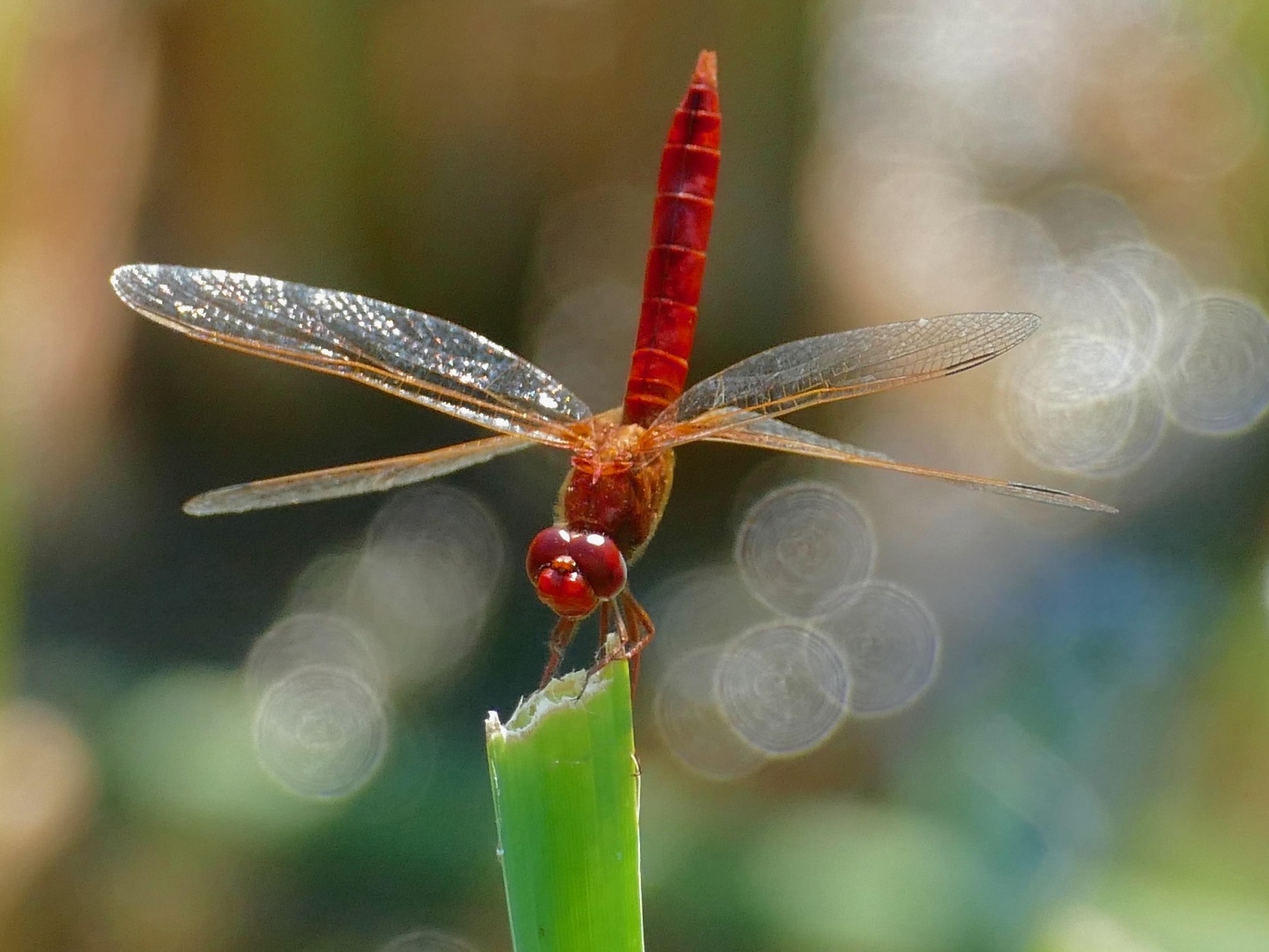Красная стрекоза с большими крыльями сидит на зеленой траве