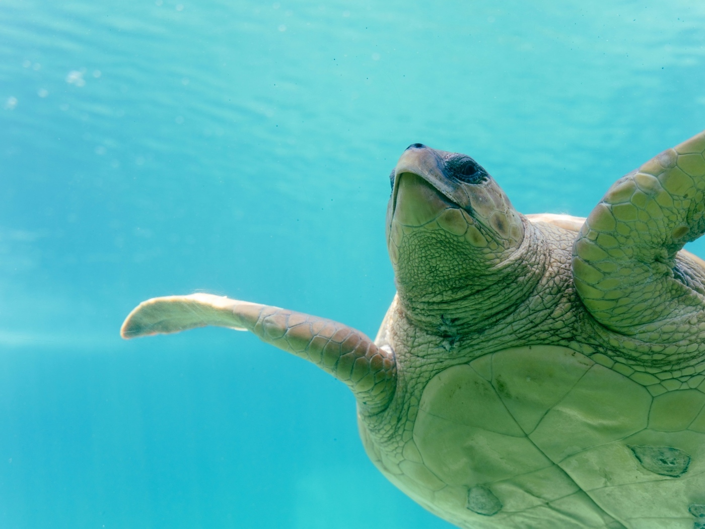 Большая черепаха плывет под водой