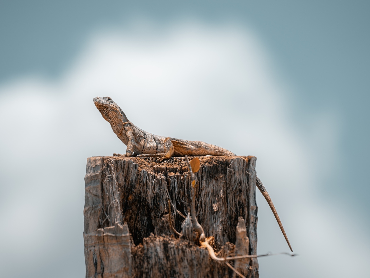 Ящерица сидит на сухом пне