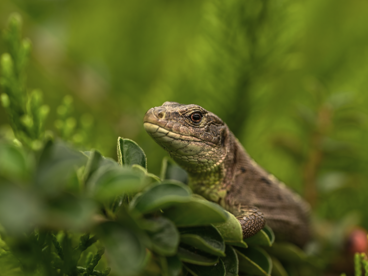 Большая серая ящерица в зеленых листьях 