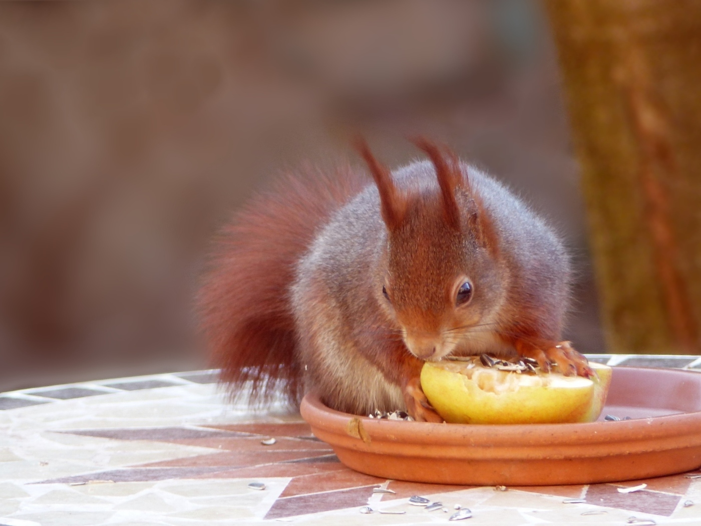 Красивая рыжая белка лакомится фруктом