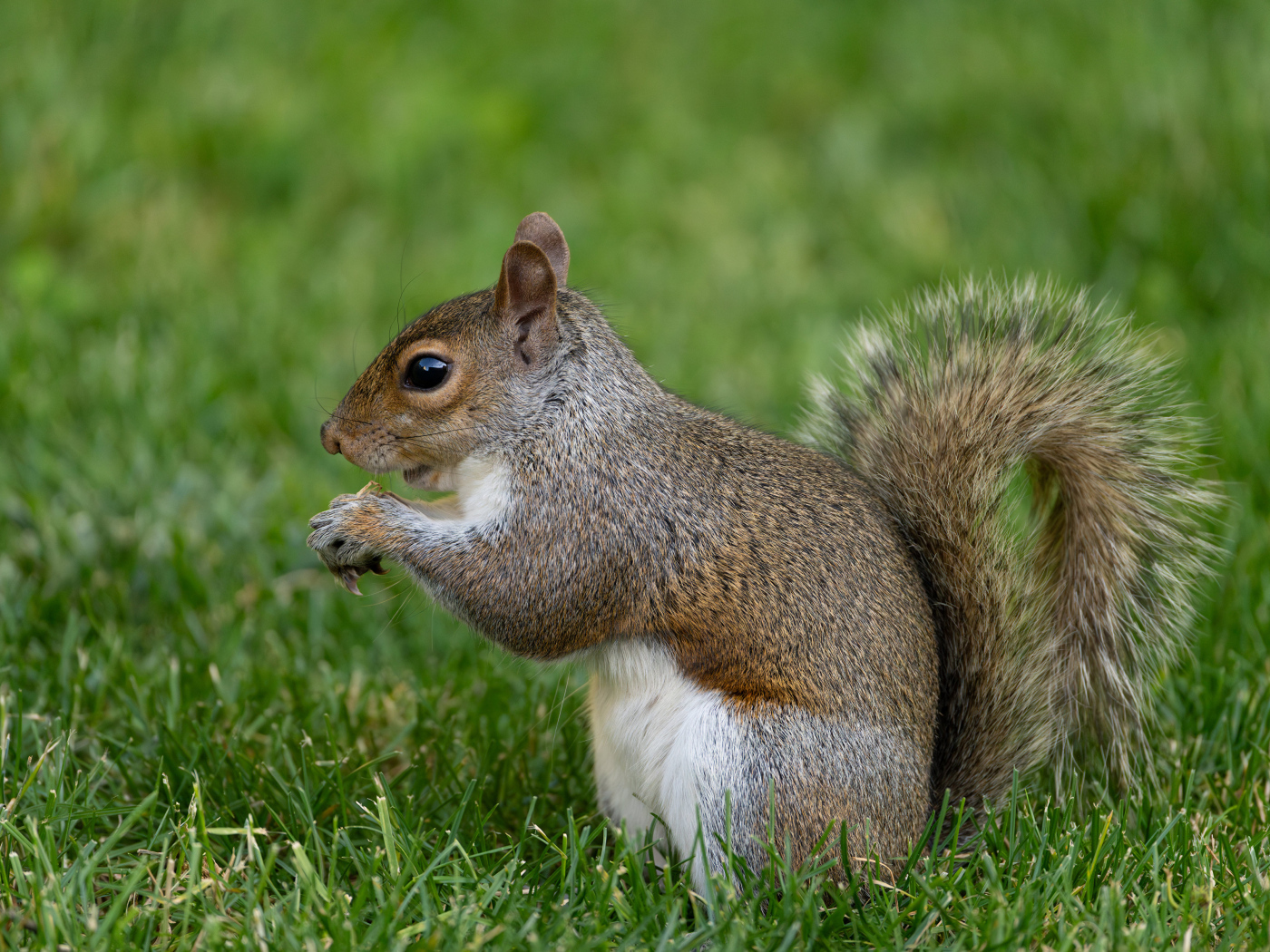 Большая белка с пушистым хвостом в зеленой траве