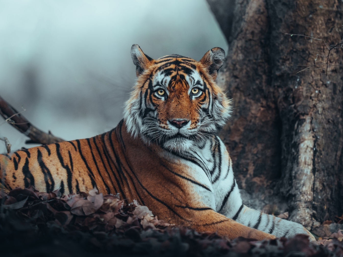 Большой полосатый амурский тигр лежит у дерева