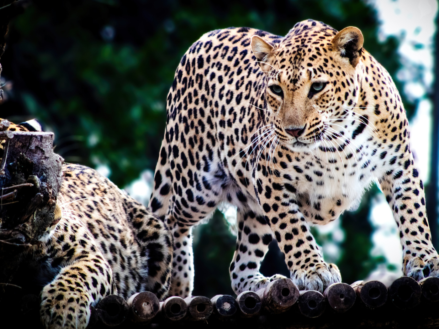 Два пятнистых ягуара в зоопарке