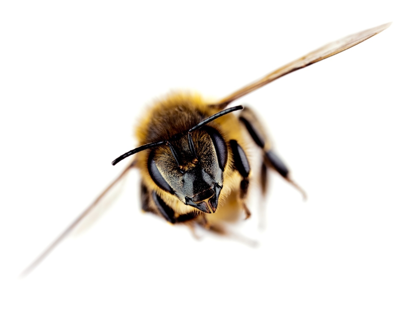 Пчела на белом фоне макросъемка