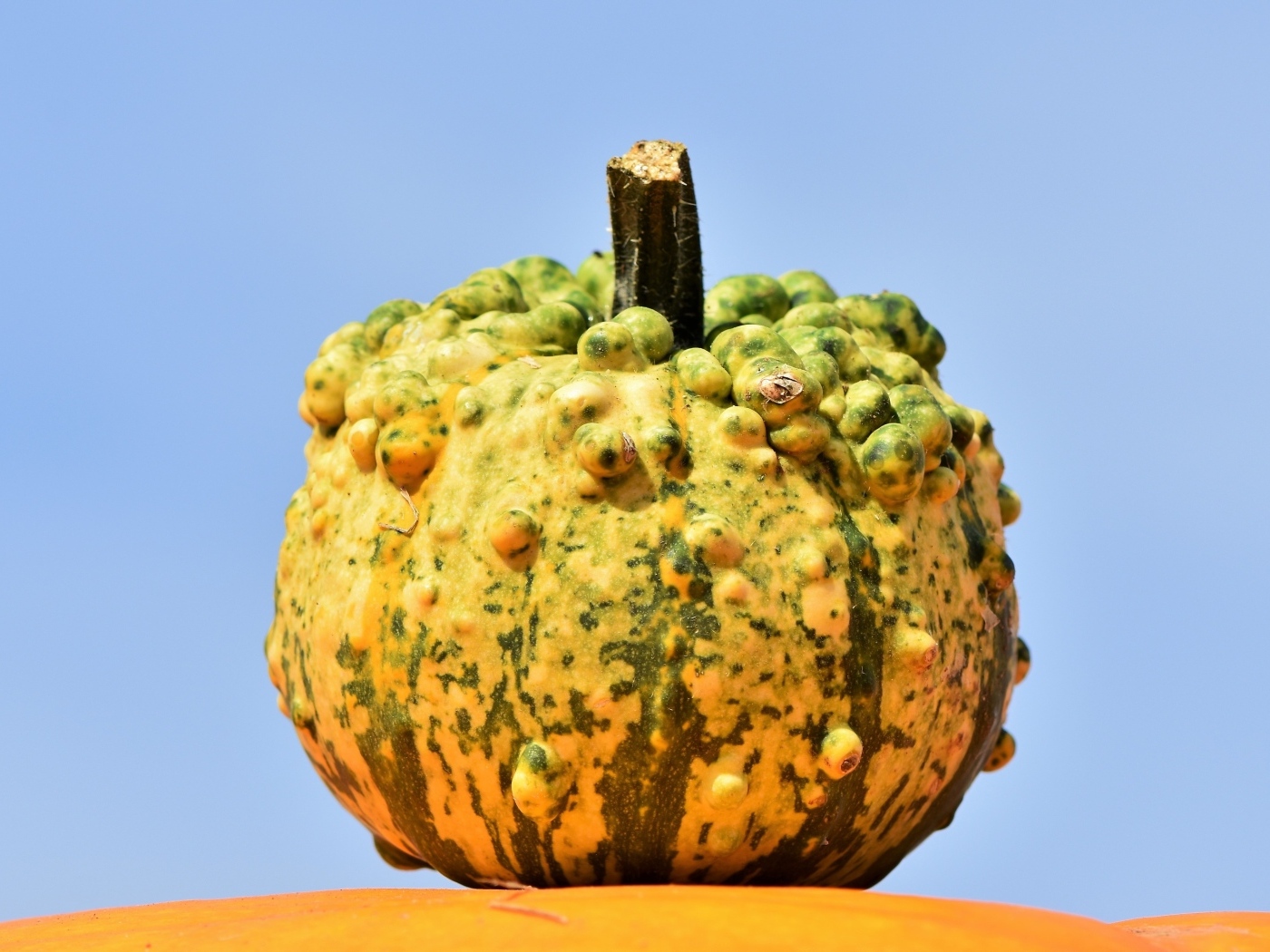 Большая тыква на фоне голубого неба