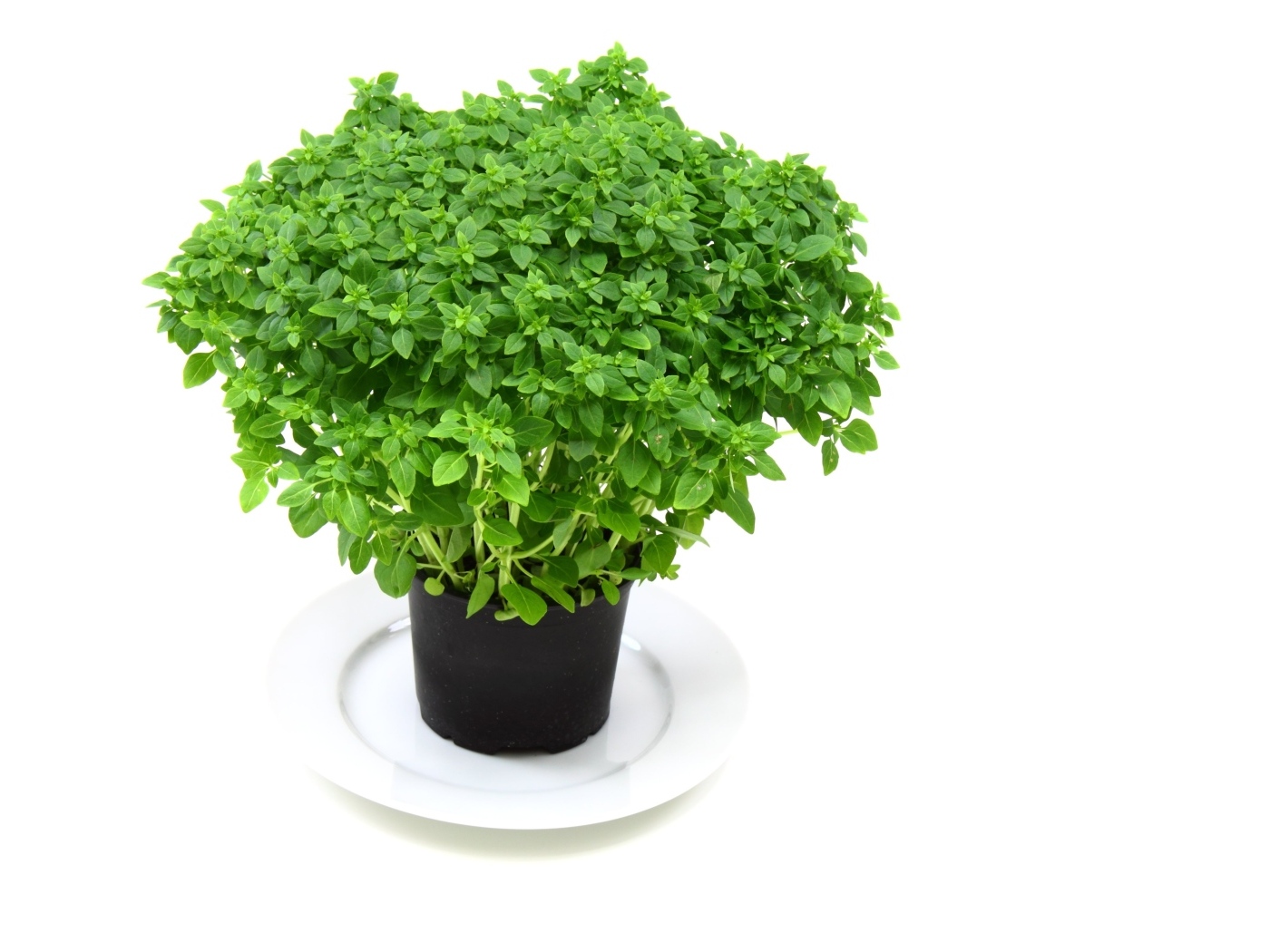 Ароматная зелень в горшке на столе