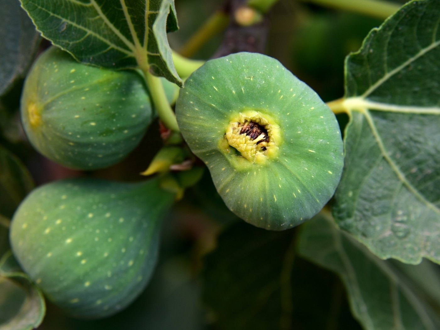 Зеленый инжир на ветке крупным планом