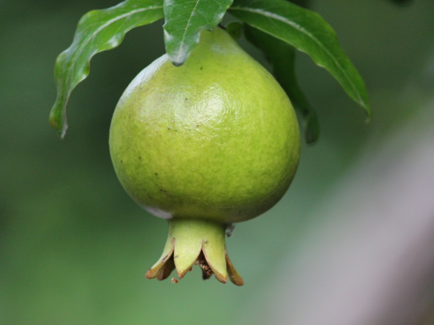 Зеленый плод граната на ветке