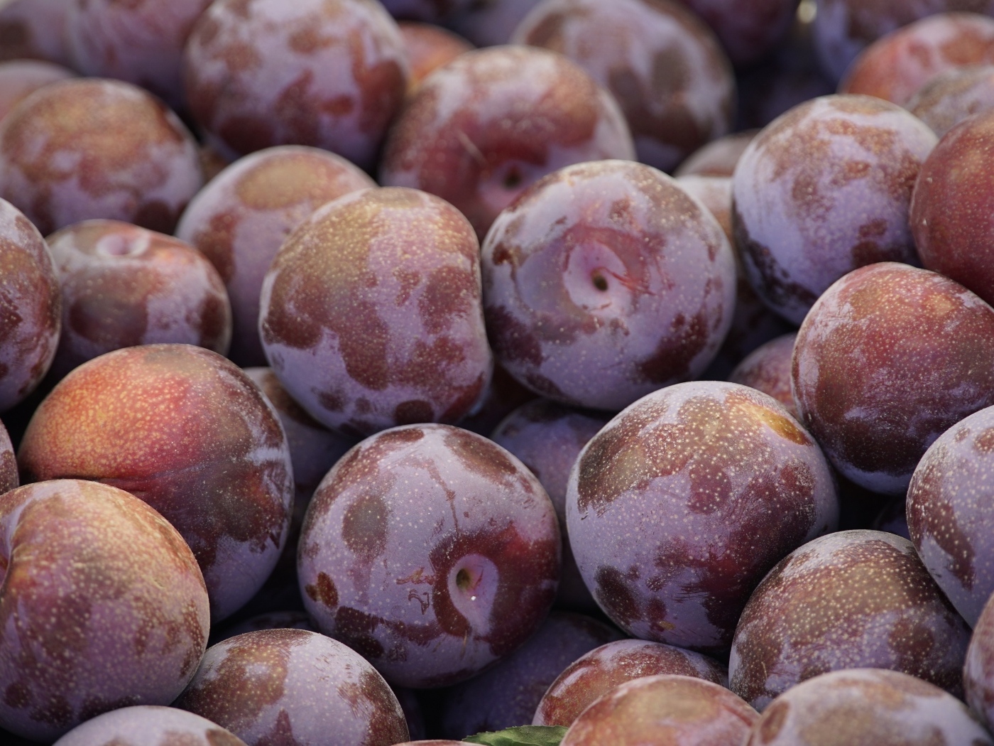 Много розовых слив крупным планом