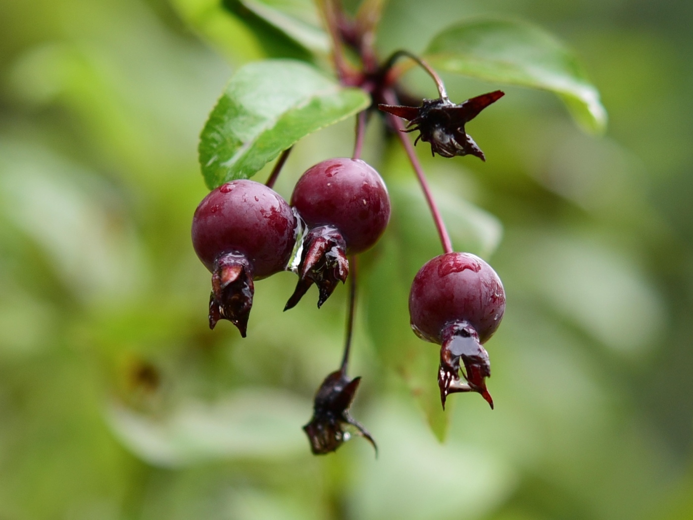 Красные мокрые ягоды на ветке  летом