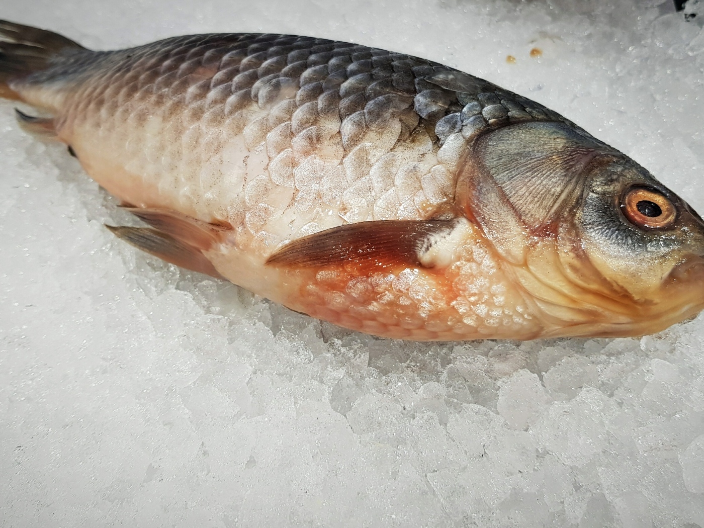 Карась лежит на мелком льду