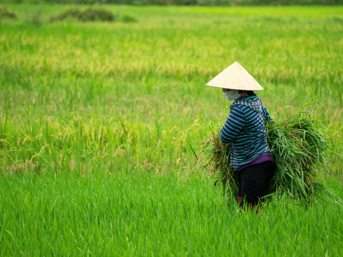 Женщина фермер с зелеными растениями в руках