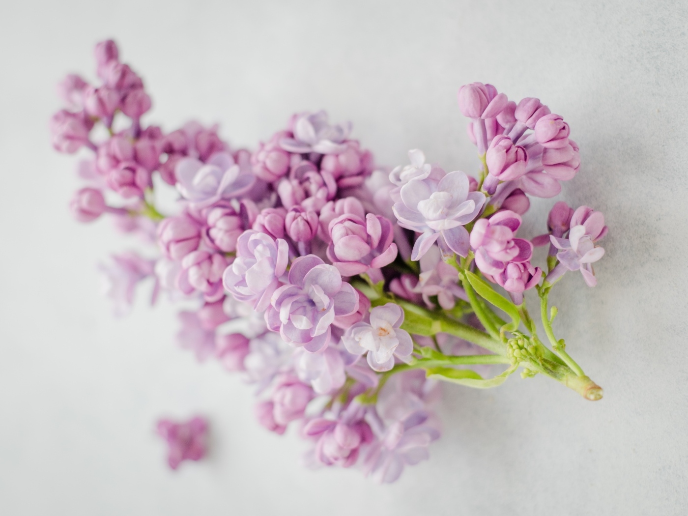 Ветка розовых цветов сирени на сером столе