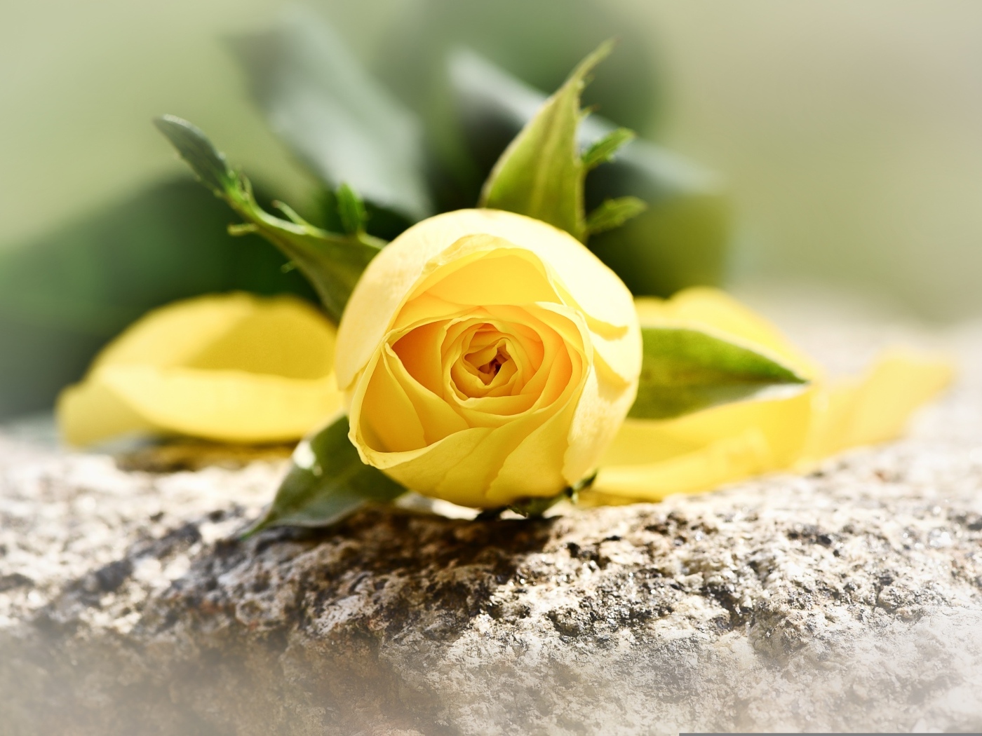 Желтая роза лежит на камне