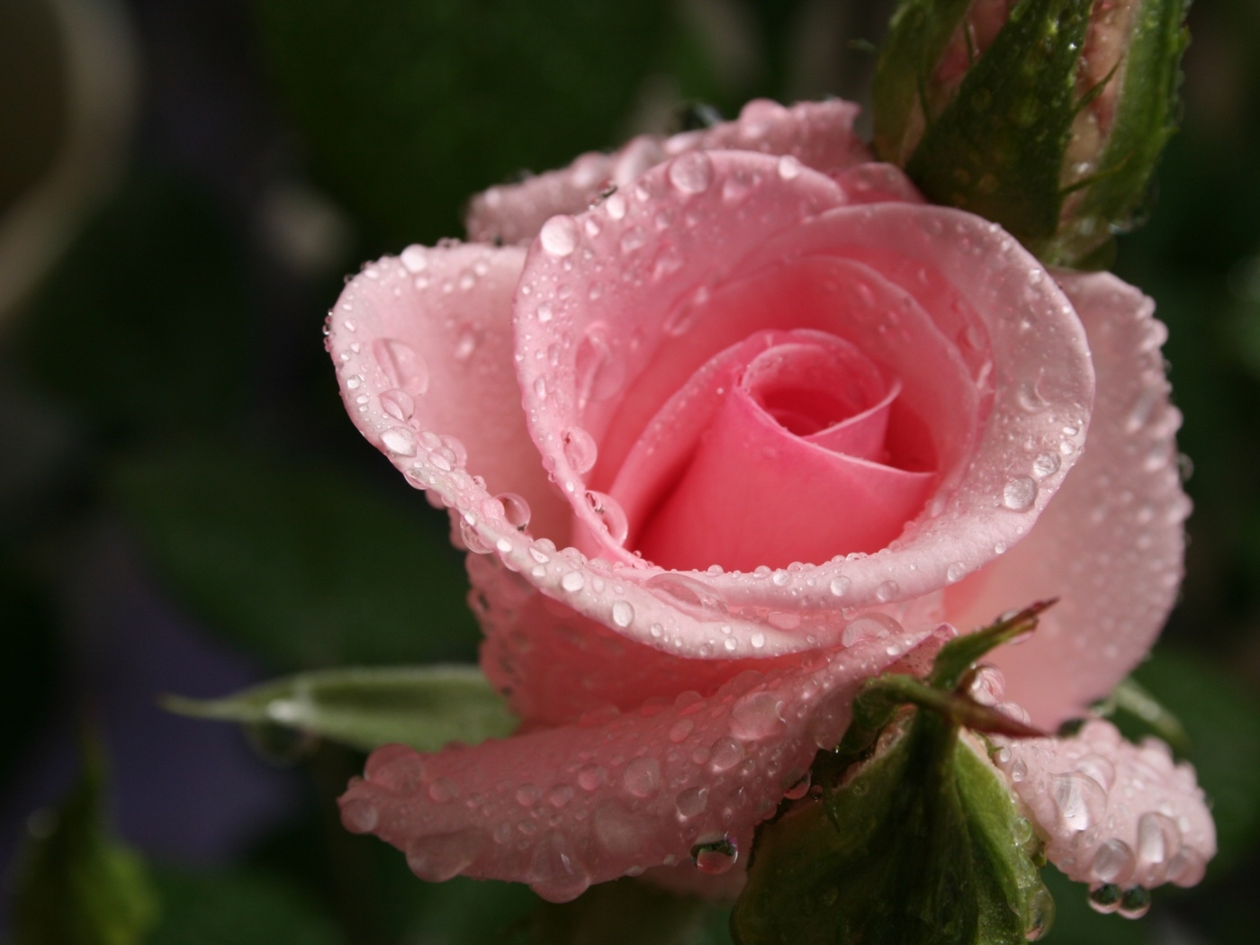 Красивая нежная розовая роза с каплями росы на лепестках