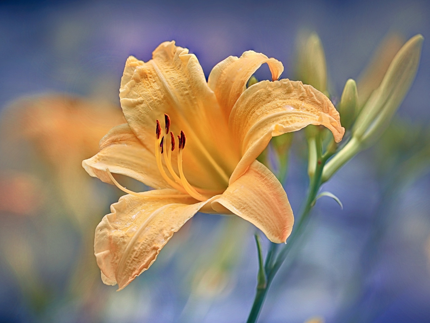 Красивый оранжевый лилейник с бутоном