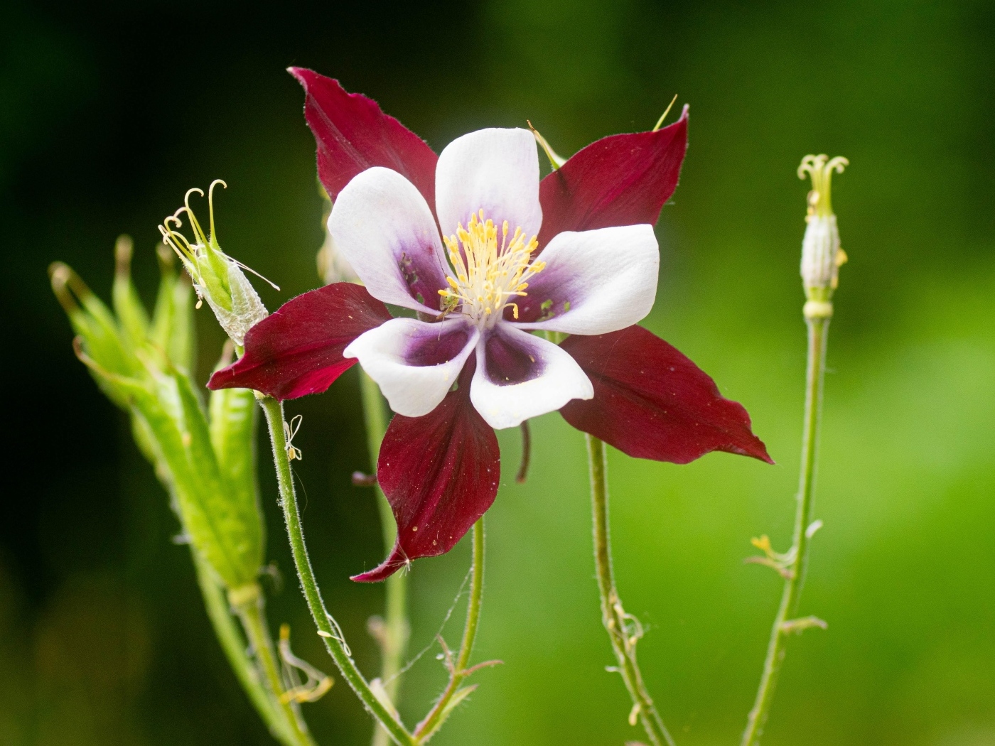 Красивый красный цветок водосбор крупным планом